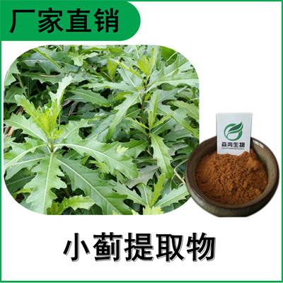 森冉生物 小蓟提取物 刺儿菜提取物 比例提取原料粉&nbsp;&nbsp;小蓟粉