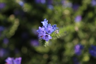 北京绿鑫花种蓝蓟  一二年生