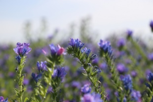 北京绿鑫花种蓝蓟  一二年生