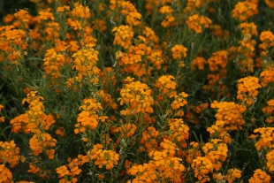 北京绿鑫花种七里黄  一二年生
