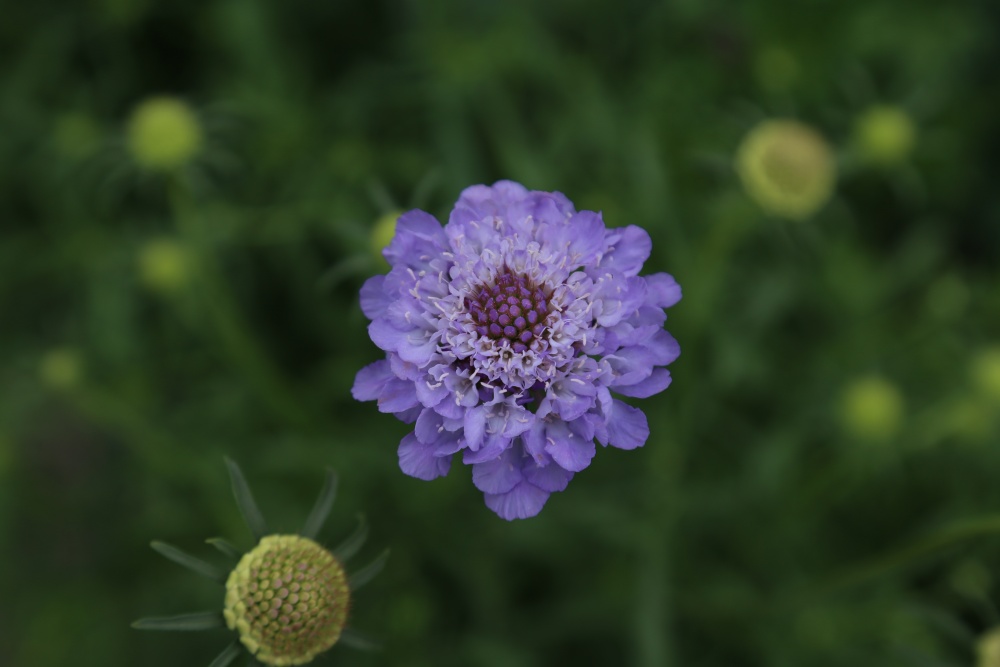 北京绿鑫花种轮峰菊  一二年生