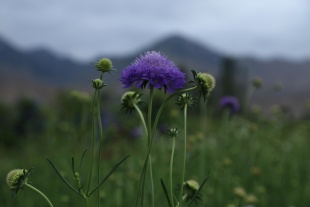 北京绿鑫花种轮峰菊  一二年生