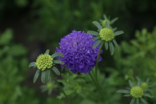 北京绿鑫花种轮峰菊  一二年生