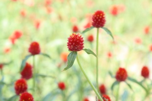 北京绿鑫花种千日红  一二年生