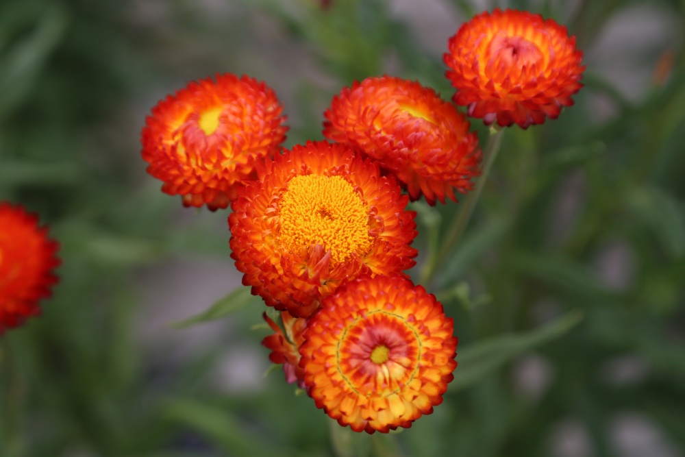 北京绿鑫花种麦秆菊  一二年生