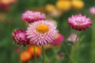 北京绿鑫花种麦秆菊  一二年生