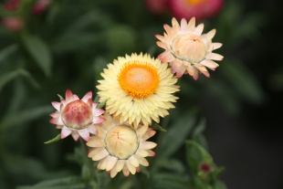 北京绿鑫花种麦秆菊  一二年生