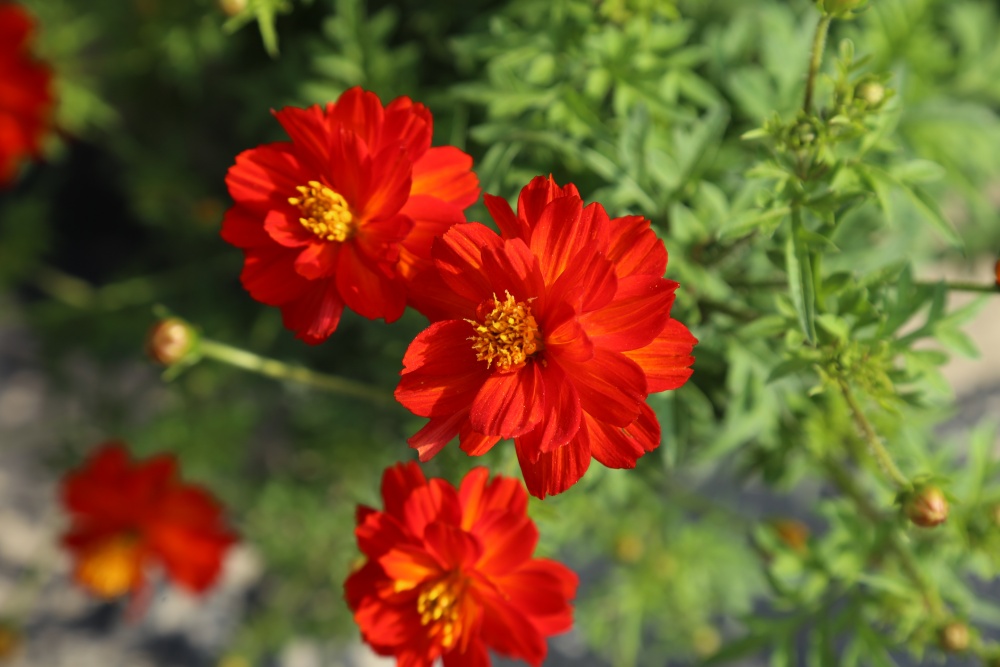 北京绿鑫花种硫华菊  一二年生
