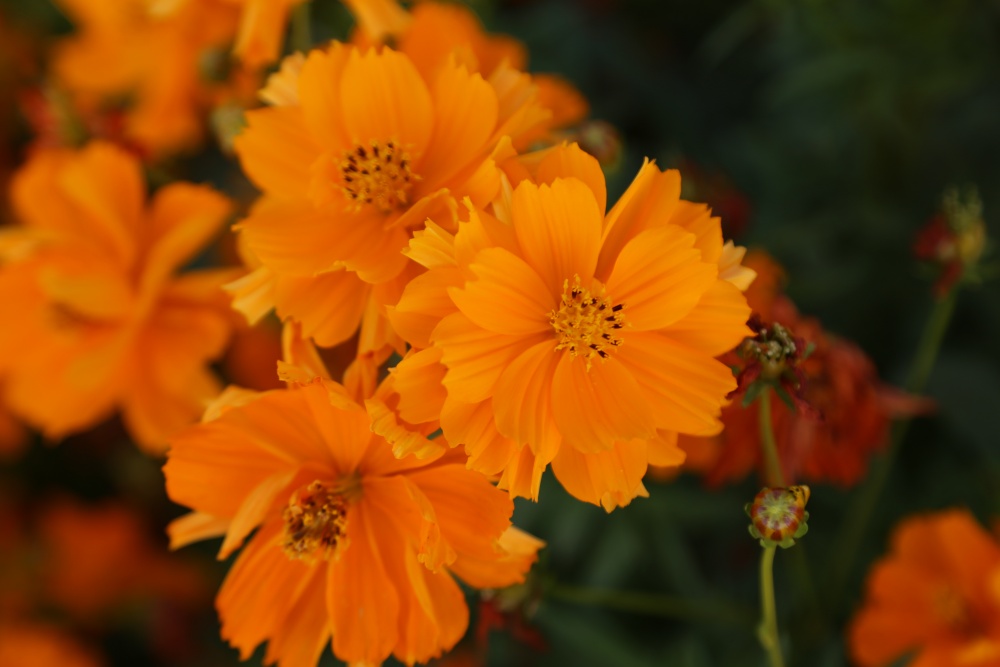 北京绿鑫花种硫华菊  一二年生