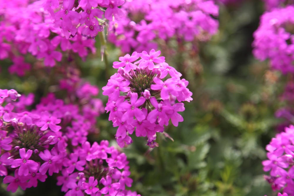 北京绿鑫花种meinv樱  一二年生  耐寒