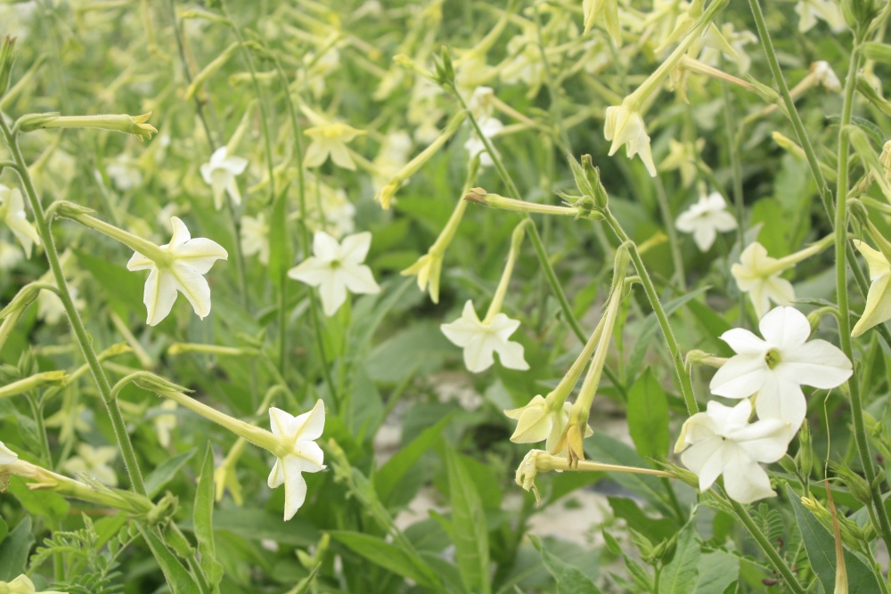北京绿鑫花种花烟草  一二年生