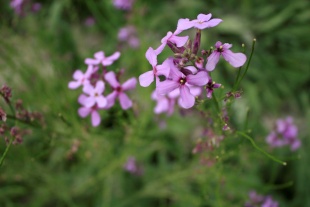 北京绿鑫花种蓝香芥  一二年生