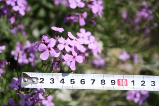 北京绿鑫花种蓝香芥  一二年生