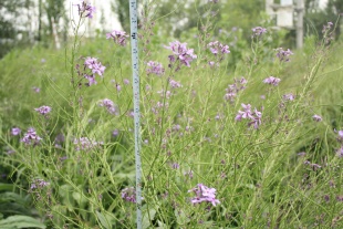 北京绿鑫花种蓝香芥  一二年生