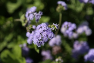 北京绿鑫花种藿香蓟  一二年生