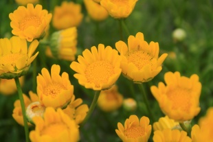 北京绿鑫花种黄晶菊  一二年生