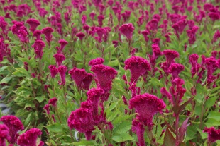 北京绿鑫花种鸡冠花  一二年生