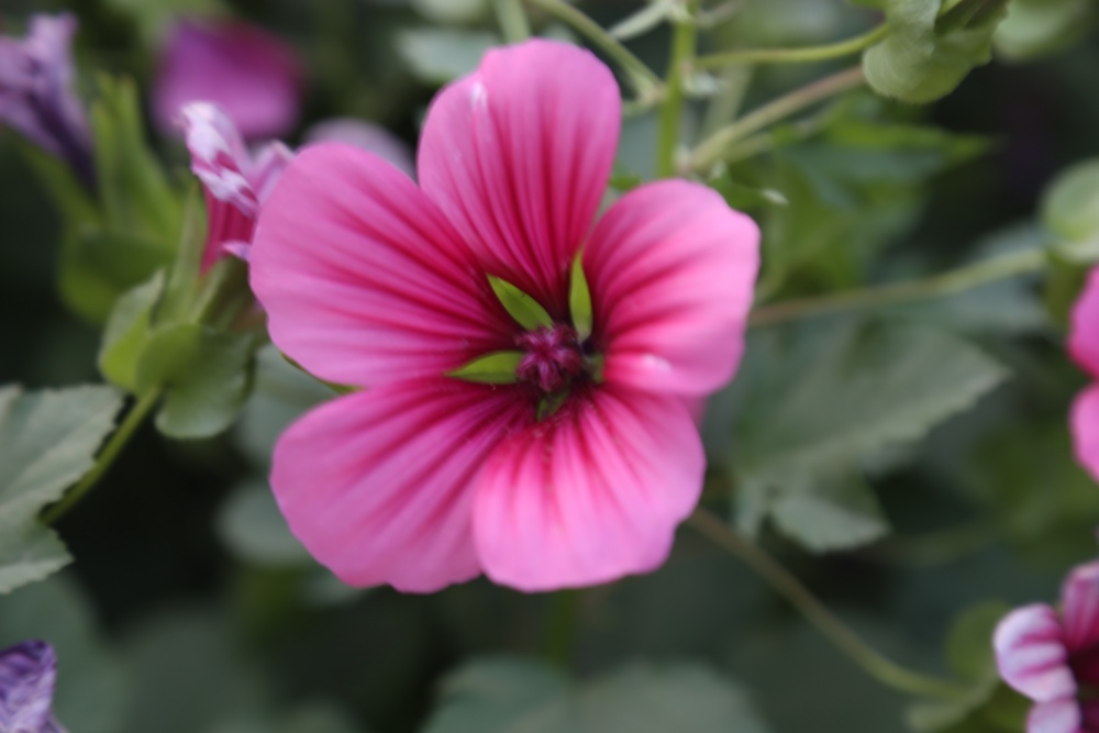 北京绿鑫花种花葵  一二年生