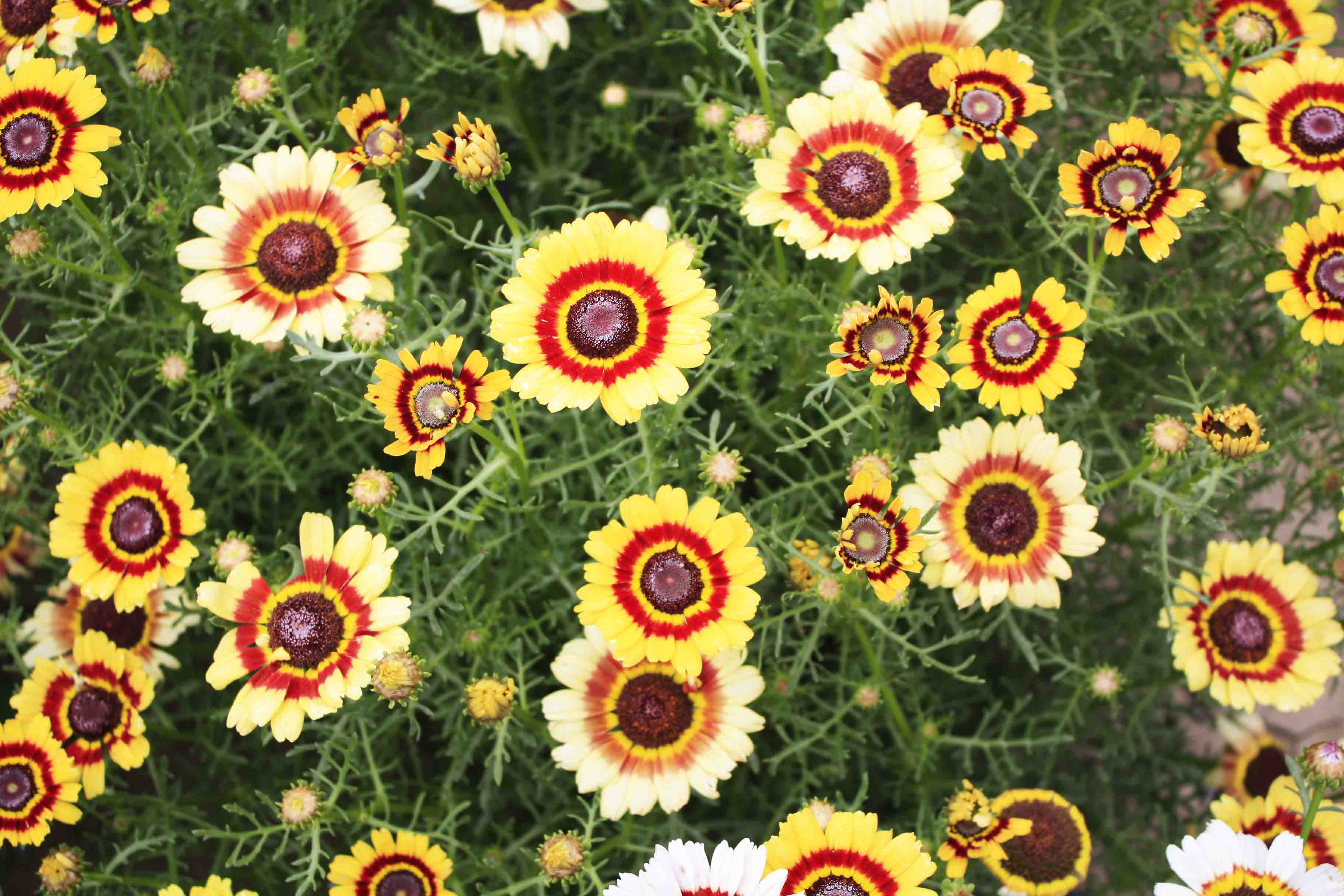 北京绿鑫花种花环菊  一二年生