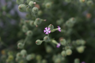 北京绿鑫花种矮雪轮  一二年生  耐寒