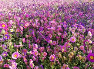 北京绿鑫花种翠菊  一二年生