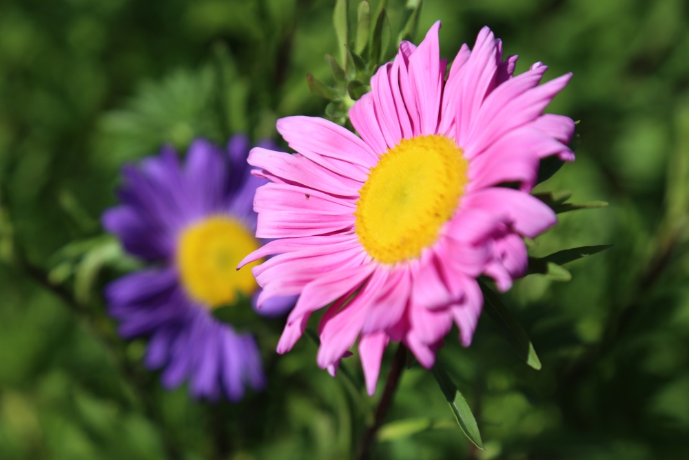 北京绿鑫花种翠菊  一二年生