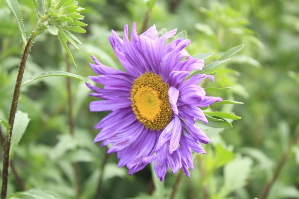 北京绿鑫花种翠菊  一二年生