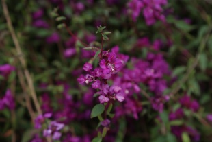 北京绿鑫花种山字草  一二年生