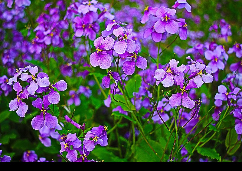 北京绿鑫花种二月兰  一二年生  耐寒  耐荫