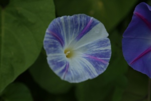 北京绿鑫花种牵牛花  一二年生