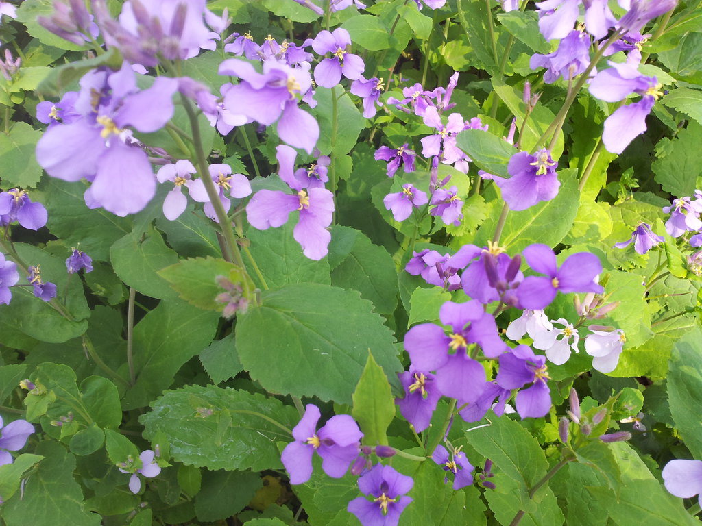 北京绿鑫花种二月兰  一二年生  耐寒  耐荫