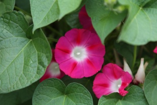 北京绿鑫花种牵牛花  一二年生