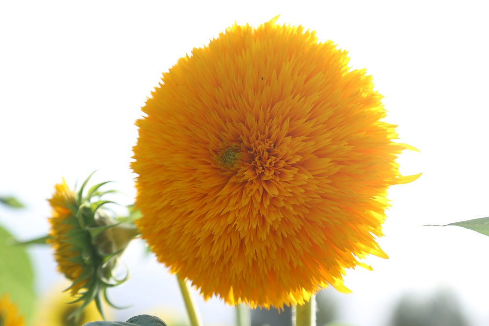 北京绿鑫花种向日葵  一二年生  耐寒  抗旱