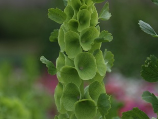 北京绿鑫花种贝壳花  一二年生