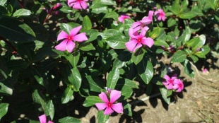 北京绿鑫花种长春花  一二年生