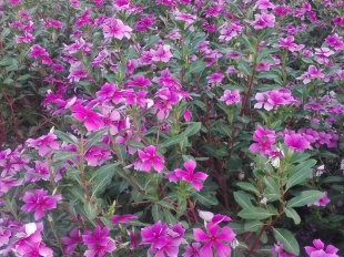 北京绿鑫花种长春花  一二年生