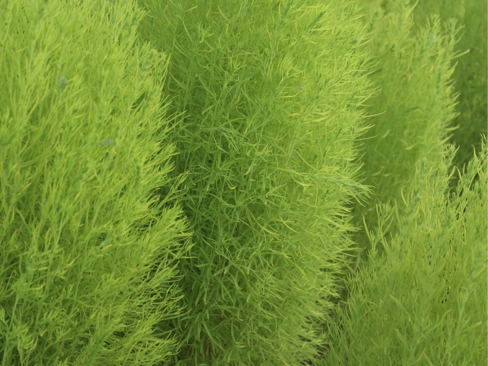 北京绿鑫花种地肤  一二年生