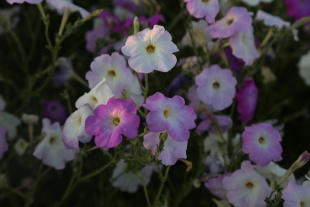 北京绿鑫花种矮牵牛  一二年生