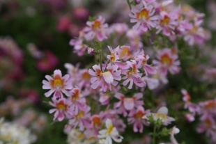 北京绿鑫花种蛾蝶花  一二年生