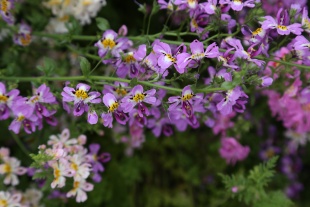 北京绿鑫花种蛾蝶花  一二年生