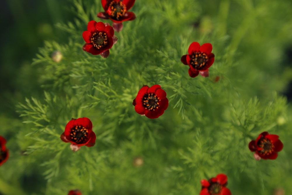 北京绿鑫花种福寿花  一二年生