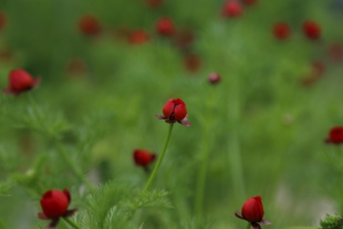 北京绿鑫花种福寿花  一二年生
