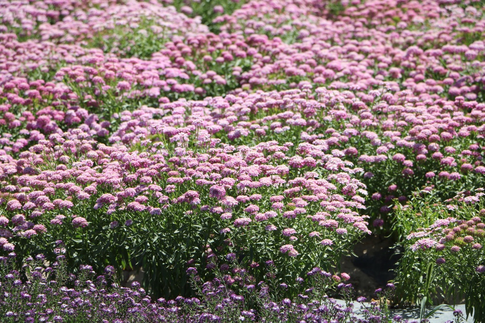 北京绿鑫花种蜂室花  一二年生