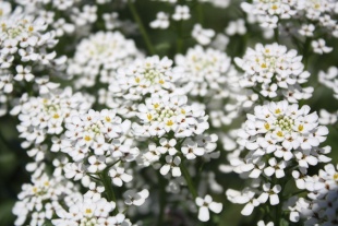 北京绿鑫花种蜂室花  一二年生