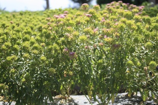 北京绿鑫花种蜂室花  一二年生