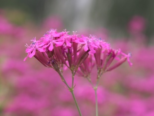北京绿鑫花种高雪轮  一二年生