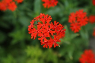 北京绿鑫花种大花剪秋萝  宿根