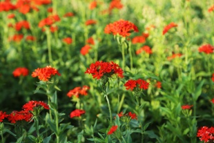 北京绿鑫花种大花剪秋萝  宿根