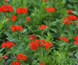 北京绿鑫花种大花剪秋萝  宿根