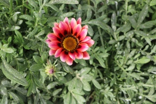 北京绿鑫花种xunzhang菊  一二年生